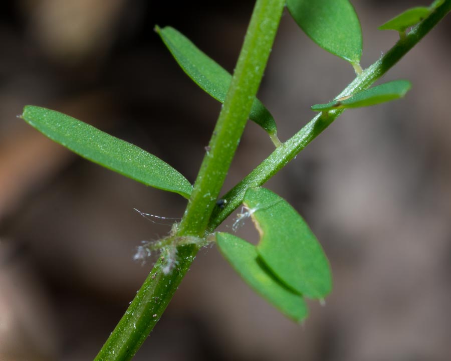 Vicia loiseleurii / Veccia di Loiseleur